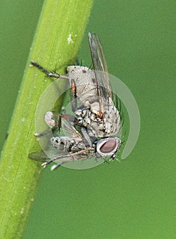 Coenosia tigrina small predatory fly devouring a prey