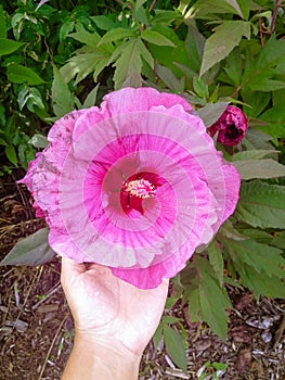 Big flower in the park Queens New York city USA photo