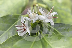 Coffe flower plant coffea arabica