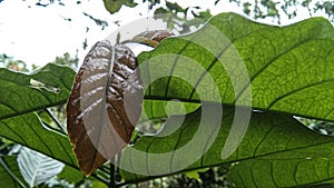 Coffe leaf in the garden