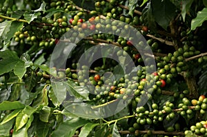 Coffe plant photo