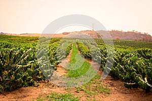 Coffe plant in sao paulo Brazil photo