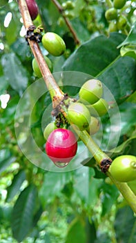 Coffe tree with beans