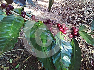 Coffe tree nature forest