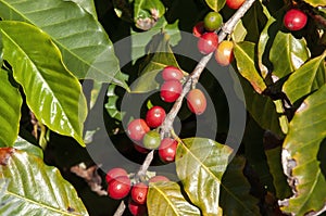 Ripening fruit of a coffea arabica plant