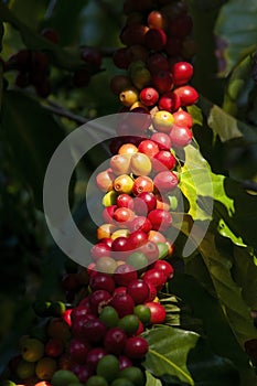 Ripening fruit of a coffea arabica tree