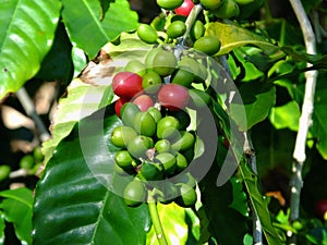 Coffee Coffea arabica