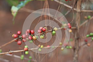 Coffea arabica berry