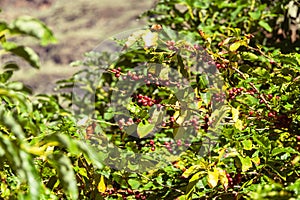 Coffea Arabica Cherries Ready For Harvesting