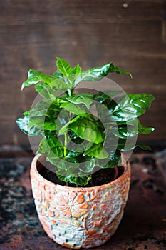 Coffea arabica - coffee plant in a flower pot. photo