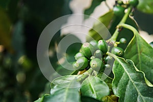 Coffea arabica fruit