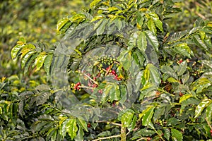 Coffea arabica, known as the Arabica coffee, species of flowering plant. Antioquia department, Colombia