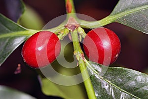 Coffea arabica plant with coffee beans