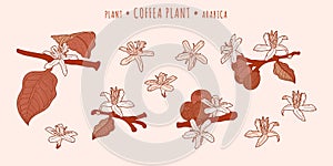 Coffea arabica plant. Coffee fruits and flowers on a branches