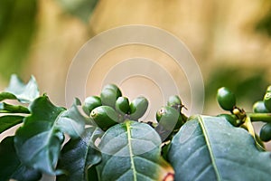 Coffea arabica fruit photo