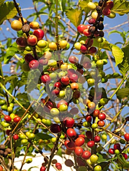 Coffea arabica plantation