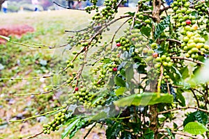 Coffea Arabica plantation, Coffee beans ripening on the rainy da