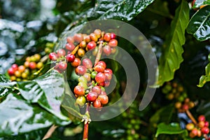 Coffea Arabica plantation, Coffee beans ripening on the rainy da