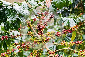 Coffea Arabica plantation, Coffee beans ripening on the rainy da