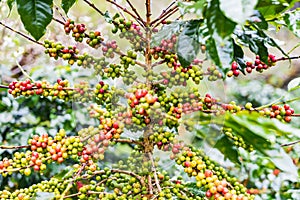 Coffea Arabica plantation, Coffee beans ripening on the rainy da