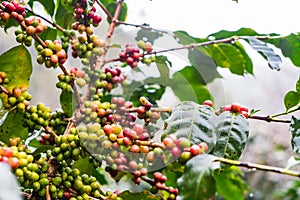 Coffea Arabica plantation, Coffee beans ripening on the rainy da