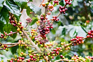 Coffea Arabica plantation, Coffee beans ripening on the rainy da