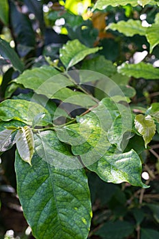 Coffea arabica rubiaceae plant with green leaves