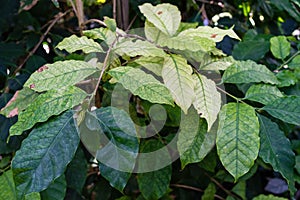 Coffea arabica rubiaceae plant with green leaves