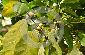 Coffea arabica tree fruit known as the Arabian coffee