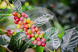 Coffea arabica