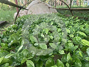 Coffea canephora