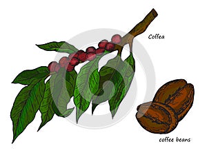 Coffea and coffee beans. Coffee tree branch with beans, Arabica Coffee Plant. Sketch Hand drawn