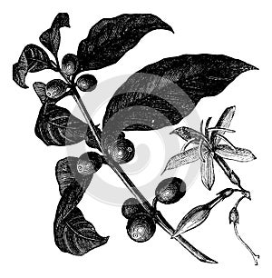 Coffea, or Coffee shrub and fruits, vintage engraving