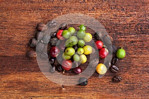 Coffea fruit and coffee beans. photo