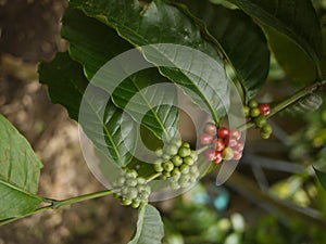 Coffea fruits, Bali