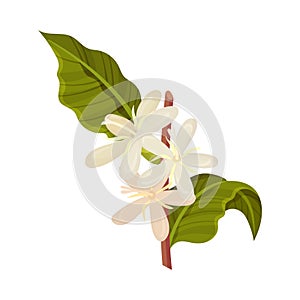 Coffea Plant Branch with Blooming Flowers Vector Illustration