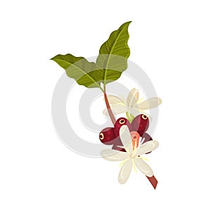 Coffea Plant Branch with Ripe Edible Fruits and Blooming Flowers Vector Illustration