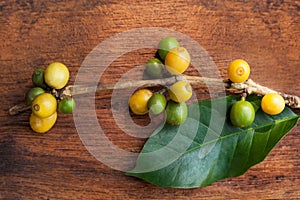 Coffea plant with fruit. photo