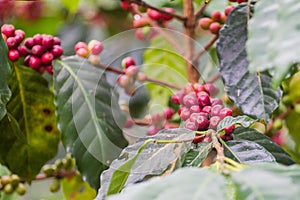 Coffea robusta ex Pierre Froehner L, fresh a full background.