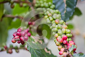 Coffea robusta Pierre ex Froehner L fresh from full as the background.