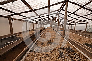 Coffee agronomy drying beans in hangar with foof