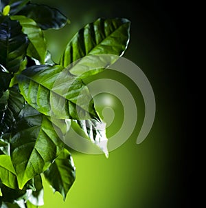 Coffee Arabica Plant