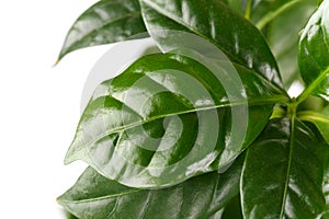 Coffee arabica plant