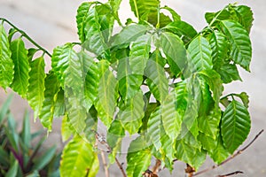 Coffee Arabica Plant green leaf