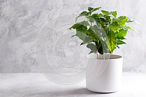 Coffee arabica plant