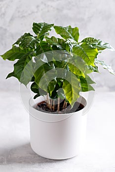 Coffee arabica plant