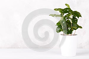 Coffee arabica plant