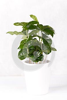 Coffee arabica plant