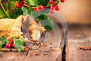 Coffee background. Real coffee plant on wooden table