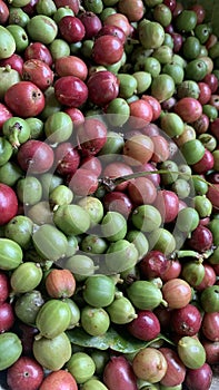 Coffee Bean Being Harvested in Lampung